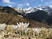 11 Fioriscono i  crocus (Zafferano maggiore - Crocus vernus) 